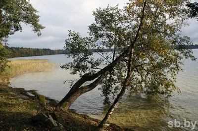 Озеро Свитязь - жемчужина Беларуси