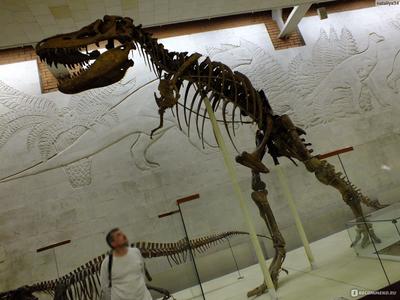 Палеонтологический музей в Москве | Пикабу