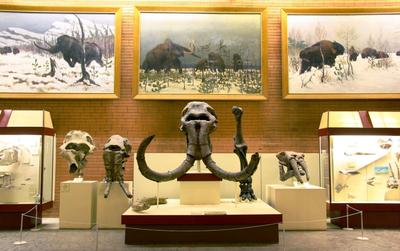 Палеонтологический музей им. Ю.А. Орлова, Москва - «Вау. Я наконец-то  увидела настоящих динозавров в полный рост. Как добраться до  Палеонтологического музея им. Ю.А. Орлова.» | отзывы