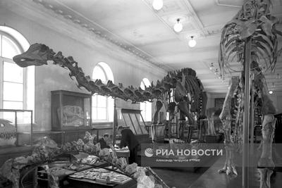 Алиорам алтайский: Палеонтологические музеи мира: Москва