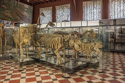 Место, где в Москве «живут динозавры» | Палеонтологический музей