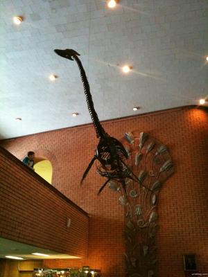 Палеонтологический музей им. Ю.А. Орлова, Москва - «Посещение музея в  разгар пандемии. Какие они, настоящие динозавры?» | отзывы