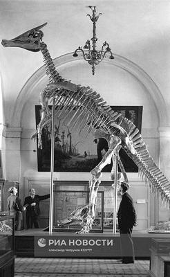 Палеонтологический музей в Москве — подробная информация с фото