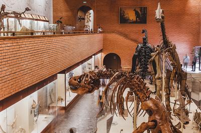 Палеонтологический музей. Архитектура и керамика | Жуковский, Москва и не  только | Дзен