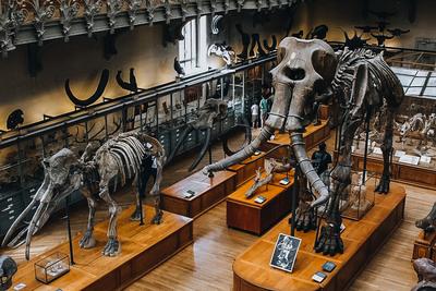 Палеонтологический музей: фото, адрес, виртуальный тур, как добраться, часы  работы, история