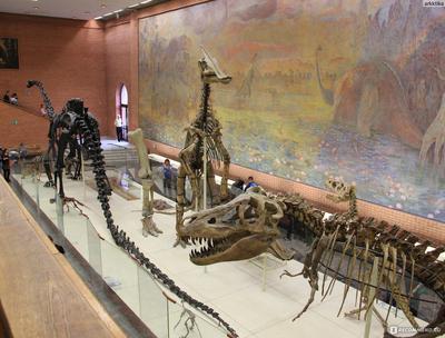 Палеонтологический музей Москвы - один из крупнейших  естественно-исторических музеев мира | WORLD PODIUM