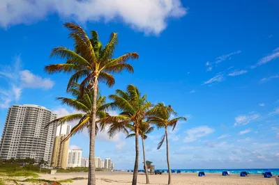 Остров певицы на пляже в Палм Бич Флорида пальмы в США Фон И картинка для  бесплатной загрузки - Pngtree