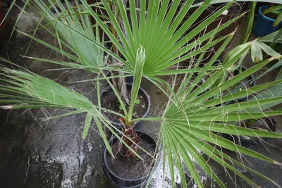 Коллекции растений ЦСБС СО РАН - Washingtonia filifera (Rafarin) H.Wendl.  ex de Bary – Вашингтония нитеносная
