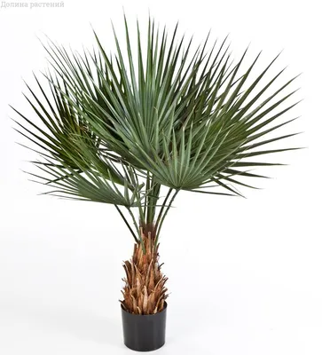 Пальма вашингтония филифера Гостья из Калифорнии - пальма Вашингтония  филифера или пальма нитеносная. Обладает красивыми, крупными… | Instagram