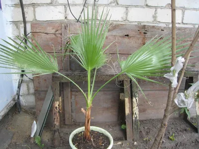 Пальма Вашингтония Нитеносная (Нитчатая) - «Красивая пальма для дома» |  отзывы
