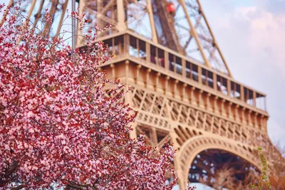Париж - город любви. ТОП-7 мест, которые необходимо посетить каждому  туристу - Elysees VIP Consulting