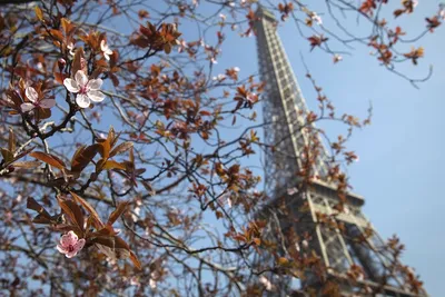 Погода в Париже (Франция) в марте 2024 года, отзывы туристов и прогноз  погоды на основе статистики