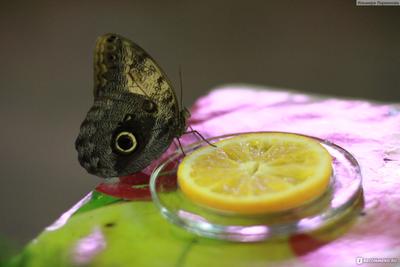Парк бабочек в Екатеринбурге фото фотографии