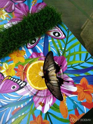 Парк бабочек в Екатеринбурге
