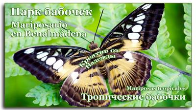 Парк Бабочек, Екатеринбург - «Контактный зоопарк + много бабочек!) » |  отзывы