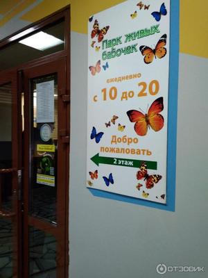 В Екатеринбурге решили закрыть «Парк бабочек» после скандала