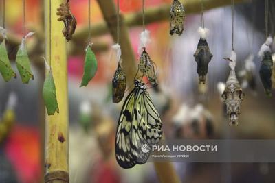 Парк бабочек» в Екатеринбурге закрывается после того, как змея укусила  девочку, контактный зоопарк - 30 августа 2021 - Е1.ру