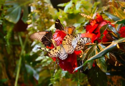 Зеленая Галерея парк бабочек в Гринвиче | ВКонтакте