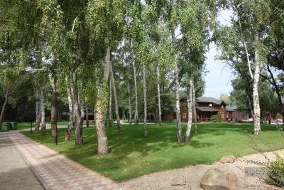 Турбаза Васильевский парк-отель Безенчукский район снять в аренду на сутки  в Самаре, аренда домов посуточно — O`zon