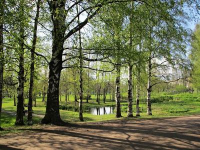 Александровский парк Царское село