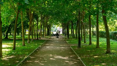 Парки Санкт-Петербурга 💥: ТОП 10 самых красивых парков СПб — Tripster.ru