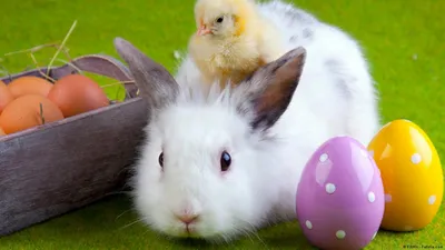 В Германии яйца несут зайцы – DW – 31.03.2018