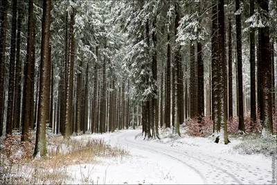 Холцбронн: зимние пейзажи Германии по ночам Стоковое Фото - изображение  насчитывающей зима, сновидение: 158084064