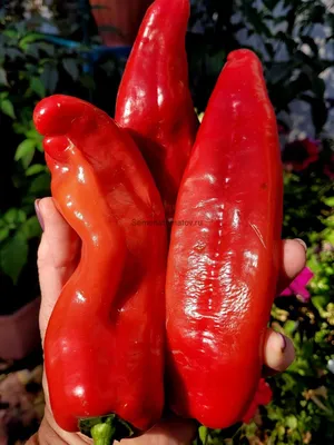 Палермо (красный) — Семена Томатов