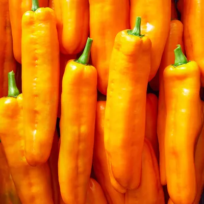 Купить семена Перец Палермо оранжевый F1 сладкий — от НПО Сады Росcии