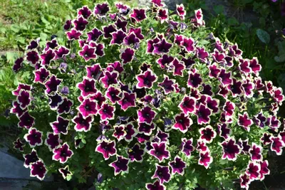 Petunia Cascadia Rim Magenta flowers Stock Photo - Alamy