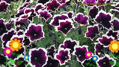 Купить саженцы - Однолетние цветы \"Петуния ампельная Cascadias Rim Magenta\",  Новосибирск