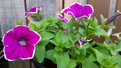 PETUNIA CASCADIA RIM MAGENTA, Stock Photo, Picture And Rights Managed  Image. Pic. GWG-WKC964 | agefotostock