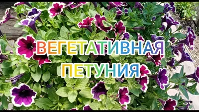 Рассада цветов петунии гибридной темно-фиолетовой оптом от ИП Левко М.М.