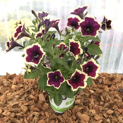 Buy Petunia Rim Magenta 6 Plants Online | Marshalls – Marshalls Garden