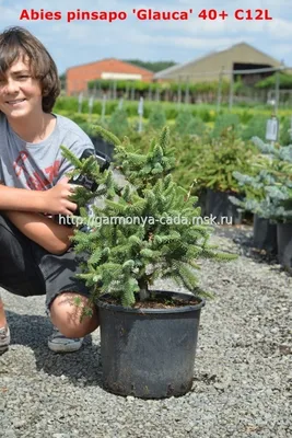 Пихта испанская 'Aurea', купить хвойники, Abies pinsapo 'Aurea', заказать  почтой, доставка, Хвойные деревья и кустарники в контейнерах Купить  растения в Ростове-на-Дону, Интернет-магазин, питомник растений, хвойные и  лиственные, уличные, плодовые и ...