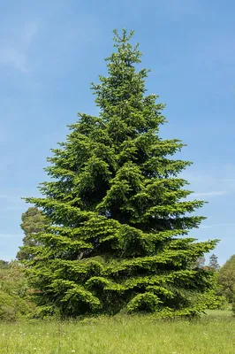 Пихта испанская `Глаука`, Abies pinsapo `Glauca` | СадПарад