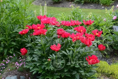 Photo of Paeonia America (Peony)