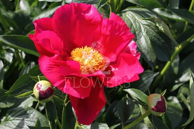 America – R2 Flowers BV | Broker in Paeonia