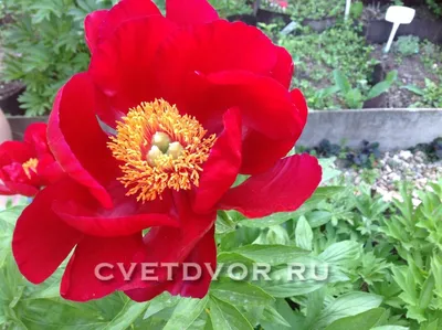 Paeonia 'America' | Pfingstrosen-Paradies Tetzlaff