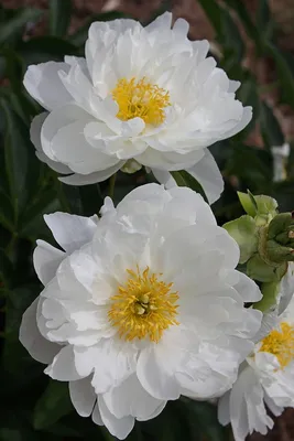 Photo of the entire plant of Peony (Paeonia lactiflora 'Miss America')  posted by frankrichards16 - Garden.org
