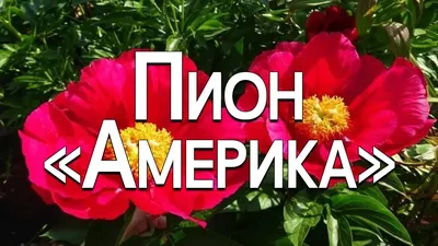 Пион молочноцветковый \"Miss America\" купить в питомнике растений с  доставкой по Санкт-Петербургу и Ленинградкой области, рассада, выращивание,  посадка и уход