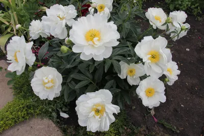 Miss America Peony - Salzsieder Nursery