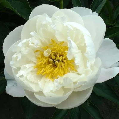 Paeonia lactiflora, 'Miss America' herbaceous peony PICK UP – Cricket Hill  Garden