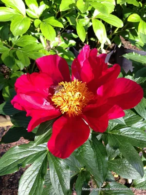 Miss America peony