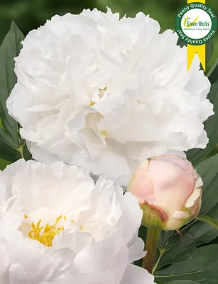 Buy paeony or peony Paeonia lactiflora Miss America: £27.99 Delivery by  Crocus