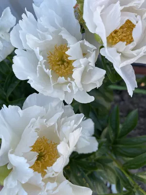 Paeonia 'America' - Staudengärtnerei Kirschenlohr | Onlineshop für Stauden