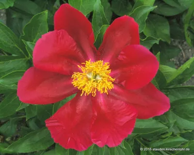 America Peony (the real red colour) - final sale - Halifax Perennials Inc.