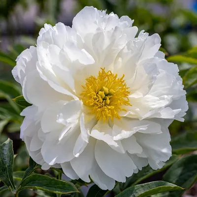 Photo of the bloom of Peony (Paeonia lactiflora 'Miss America') posted by  Orsola - Garden.org
