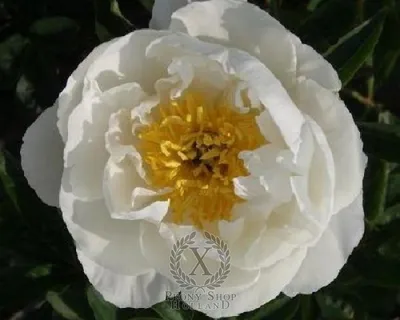 Photo of the entire plant of Peony (Paeonia lactiflora 'Miss America')  posted by frankrichards16 - Garden.org