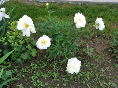 Buy paeony or peony Paeonia lactiflora Miss America: £27.99 Delivery by  Crocus